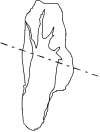 hakusai.gif